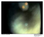 GEIST_RIVERINE_PRESS010014