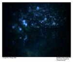 GEIST_RIVERINE_PRESS010019