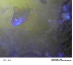 GEIST_RIVERINE_PRESS060067