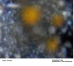 GEIST_RIVERINE_PRESS070073