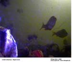 GEIST_RIVERINE_PRESS070076