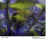 GEIST_RIVERINE_PRESS080085